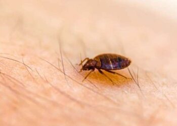Mematikan, Virus Powassan Ditularkan dari Kutu