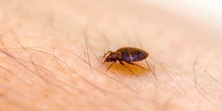 Mematikan, Virus Powassan Ditularkan dari Kutu