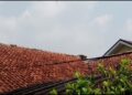 Kasihan, Kera dari Gunung Kapur Cari Makan ke Permukiman