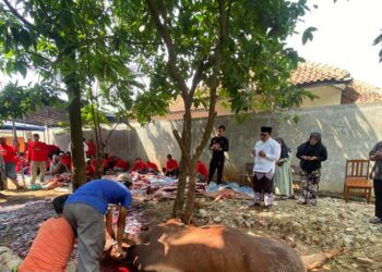 Idul Adha 1444 Hijriah, Ketua DPRD Kabupaten Tangerang Beri Sapi 23 Ekor Untuk Masyarakat