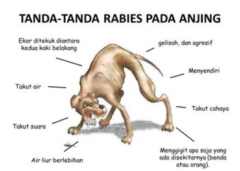 Kasus Rabies di Indonesia Capai 80.000 Pertahun