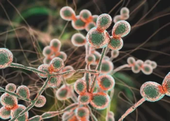 Infeksi Candida auris Ancam Kesehatan Global