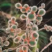 Infeksi Candida auris Ancam Kesehatan Global