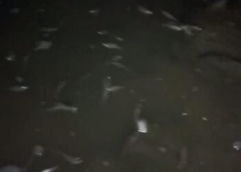 Sungai Cileungsi Tercemar Limbah, Ikan Banyak yang Mati