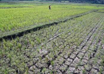 Sukamakmur Mulai Alami Kekeringan