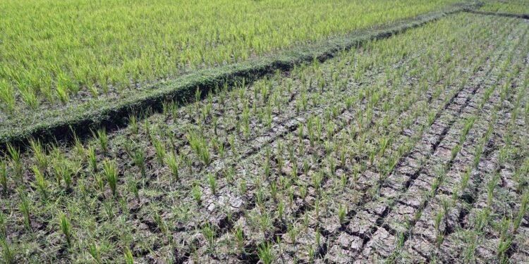 Sukamakmur Mulai Alami Kekeringan