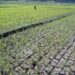 Sukamakmur Mulai Alami Kekeringan