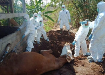 Tiga Warga Gunung Kidul Meninggal Konsumsi Daging Sapi yang Telah Mati Dikubur