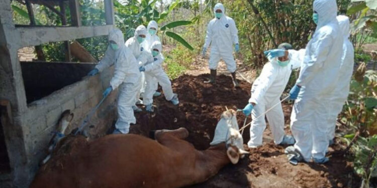 Tiga Warga Gunung Kidul Meninggal Konsumsi Daging Sapi yang Telah Mati Dikubur