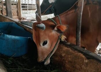 Produksi Ternak Melalui Inseminasi Buatan jadi Fokus UPT Puskeswan Jonggol