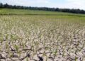 Kekeringan Mulai Landa Lahan Pertanian di Cariu
