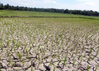 Kekeringan Mulai Landa Lahan Pertanian di Cariu