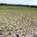 Kekeringan Mulai Landa Lahan Pertanian di Cariu