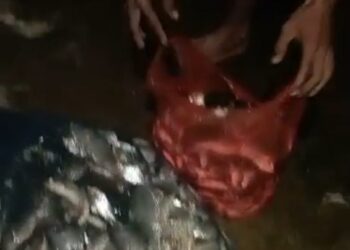 Limbah Cemari Lagi Sungai Cileungsi, Ikan Mati Mendadak