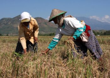 Akibat Kekeringan, Petani Sukamakmur Merugi