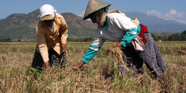 Akibat Kekeringan, Petani Sukamakmur Merugi