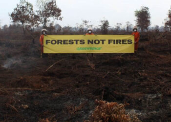 Greenpeace: Belum Merdeka dari Kebakaran Hutan