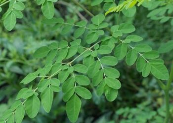 Alzheimer Bisa Disembuhkan dengan Daun Kelor