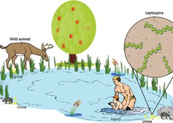 Waspada Musim Penghujan Muncul Leptospirosis