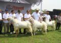 Teten Masduki Hadiri Festival Ternak Domba di Pemkab Bogor, Ini Pesan dan Kesannya