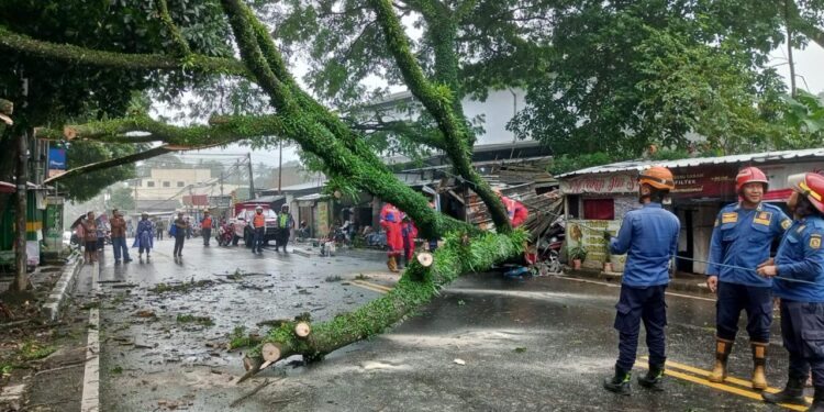 Jalan Raya Puncak Macet Akibat Pohon Tumbang