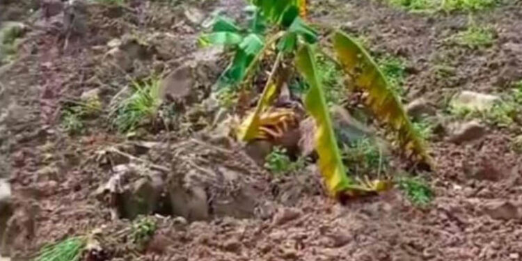 Lagi, Hujan Deras Sebabkan Pergeseran Tanah di Sukamakmur