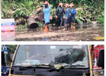 Hujan Deras, Pohon Tumbang Timpa Mobil Truck