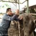 Jelang Idul Adha, Diskanak Cek Lapak Hewan Qurban