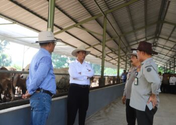 Memastikan Ketersediaan Hewan Kurban Mencukupi, Mentan Amran Tinjau Kandang