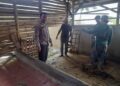 Jelang Idul Adha, 3 Sapi Milik Alam di Gondol Maling