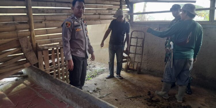 Jelang Idul Adha, 3 Sapi Milik Alam di Gondol Maling