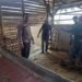 Jelang Idul Adha, 3 Sapi Milik Alam di Gondol Maling