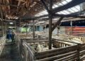 Meriahkan Idul Adha dengan Hewan Qurban Sehat dan Berkualitas