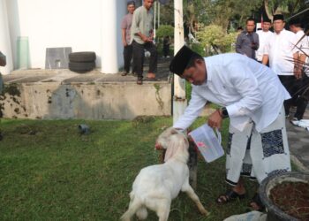Pemkab Bogor Salurkan 95 Ekor Sapi dan Domba Untuk Masyarakat Kabupaten Bogor Pada Perayaan Idul Adha 1445