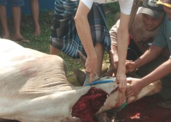 PWI Kabupaten Bogor Kurban Dua Ekor Sapi dan Enam Ekor Kambing pada Idul Adha 1445 H