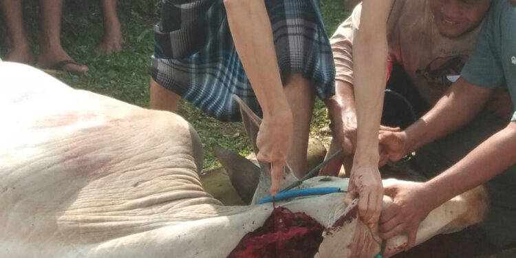PWI Kabupaten Bogor Kurban Dua Ekor Sapi dan Enam Ekor Kambing pada Idul Adha 1445 H