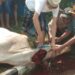 PWI Kabupaten Bogor Kurban Dua Ekor Sapi dan Enam Ekor Kambing pada Idul Adha 1445 H