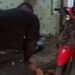 Kurang dari 24 Jam, Polsek Cileungsi Ringkus 3 Curanmor