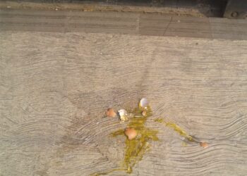 Ngeri, Rumah Anggota DPRD Kota Bogor di Teror Telur Busuk