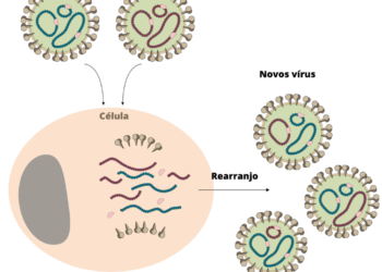 Mirip Demam Berdarah, Virus Oropouche Mewabah di Brasil