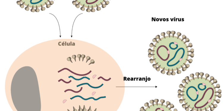 Mirip Demam Berdarah, Virus Oropouche Mewabah di Brasil