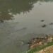 7 Mayat Mengapung di Sungai Jatiasih, Ini kata Kombes Dani