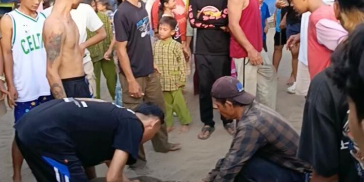 Babi Hutan Mampir ke Pantai Citepus buat Wisatawan Kocar Kacir