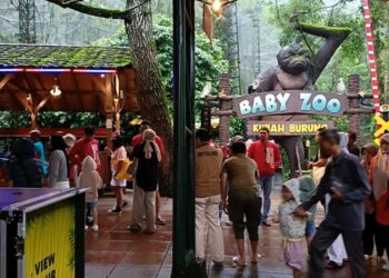 Libur Nataru, 8000 Wisatawan per Hari Kunjungi Taman Safari Indonesia Bogor