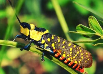 Misteri Belalang Setan, Penampilan Eksotis dan Tragedi di Bojonegoro