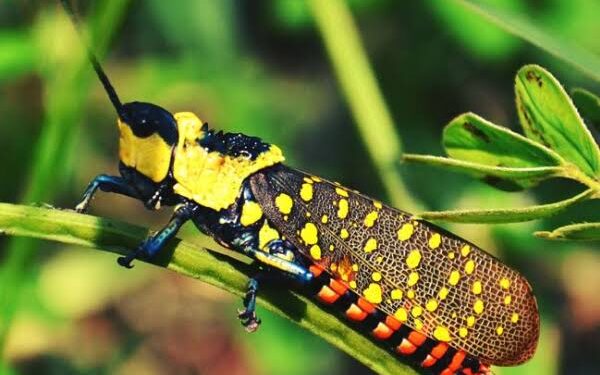 Misteri Belalang Setan, Penampilan Eksotis dan Tragedi di Bojonegoro