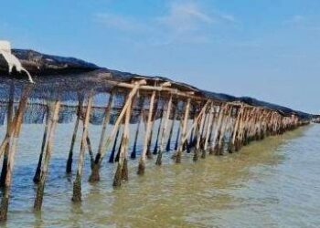 Pagar Bambu Misterius di Laut Tangerang, Damenta : Saya Sudah Minta Audit