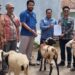Tingkatkan Ketahanan Pangan, PT Wijaya Karya Serahkan 10 Ekor Kambing Kepada Kelompok Mitra Mandiri