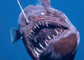 Fenomena Langka: Black Seadevil Muncul ke Permukaan, Apa yang Sebenarnya Terjadi?