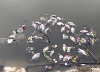 Diduga Tercemar Limbah Pabrik, Ribuan Ikan di Setu Rawa Jejed Mati Misterius
